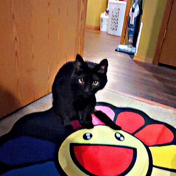 Meet your Posher, Rudo - Picture 1 of 1